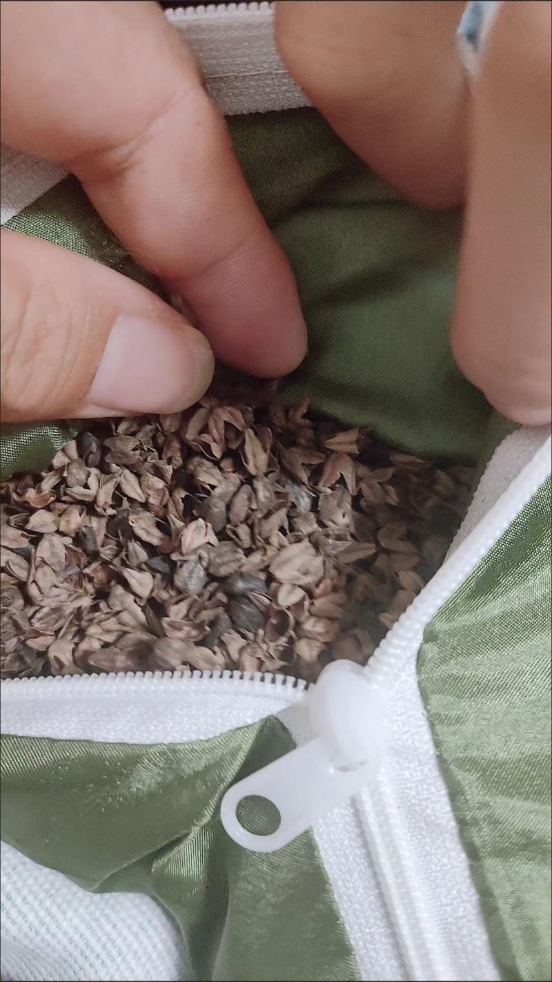 苦荞麦壳可做枕头汽车坐垫，货源充足，可以视频看货
