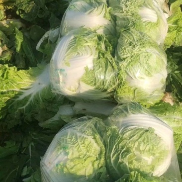 白菜