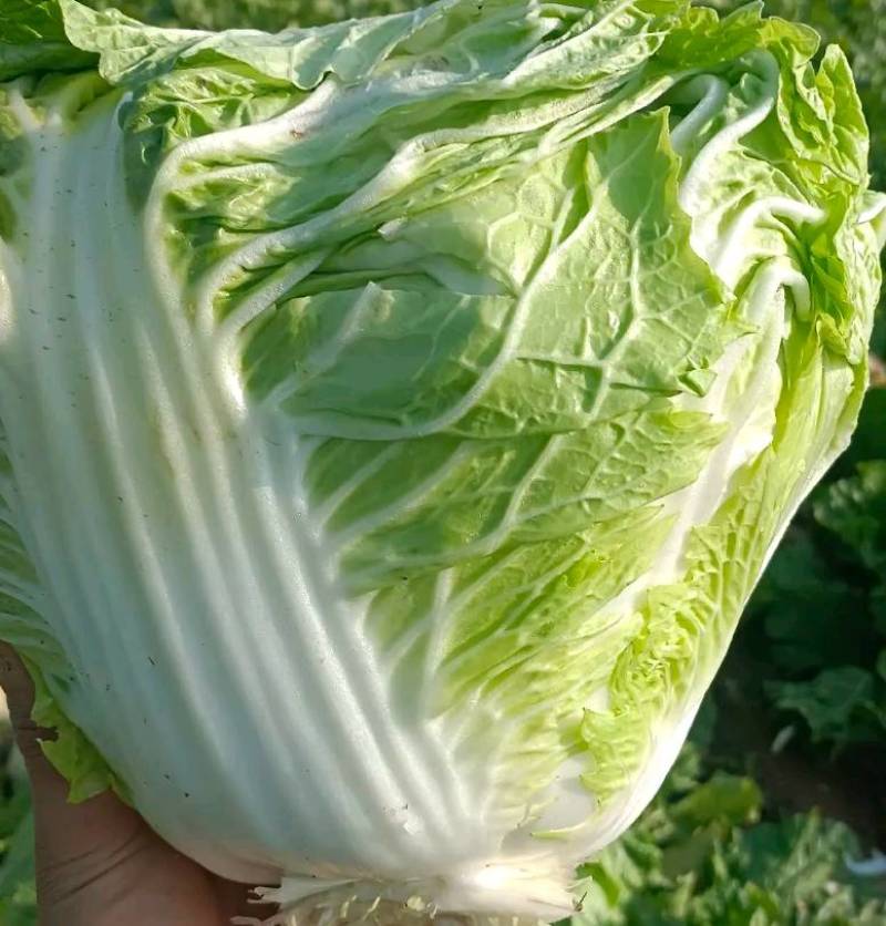 白菜