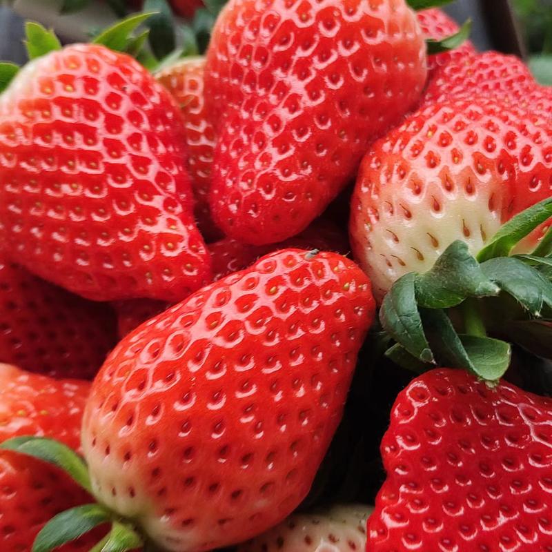 优质甜宝奶莓大量供应产地发货一手货源品质保证量大优