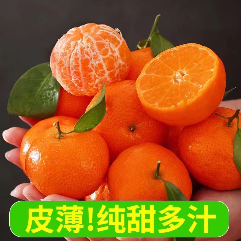 广西精品砂糖桔，支持一件代发，价格便宜，品质保证，全国发货