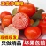 广西精品砂糖桔，支持一件代发，价格便宜，品质保证，全国发货