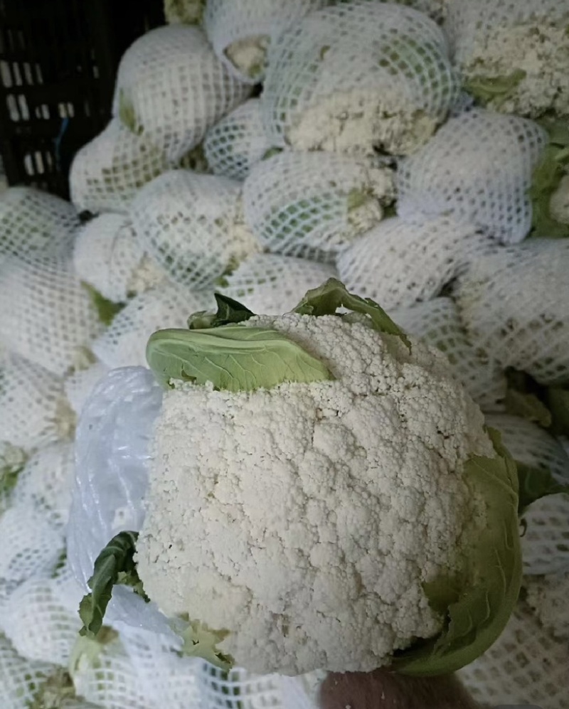 东台精品有机花菜万亩种植基地，整车大量供应