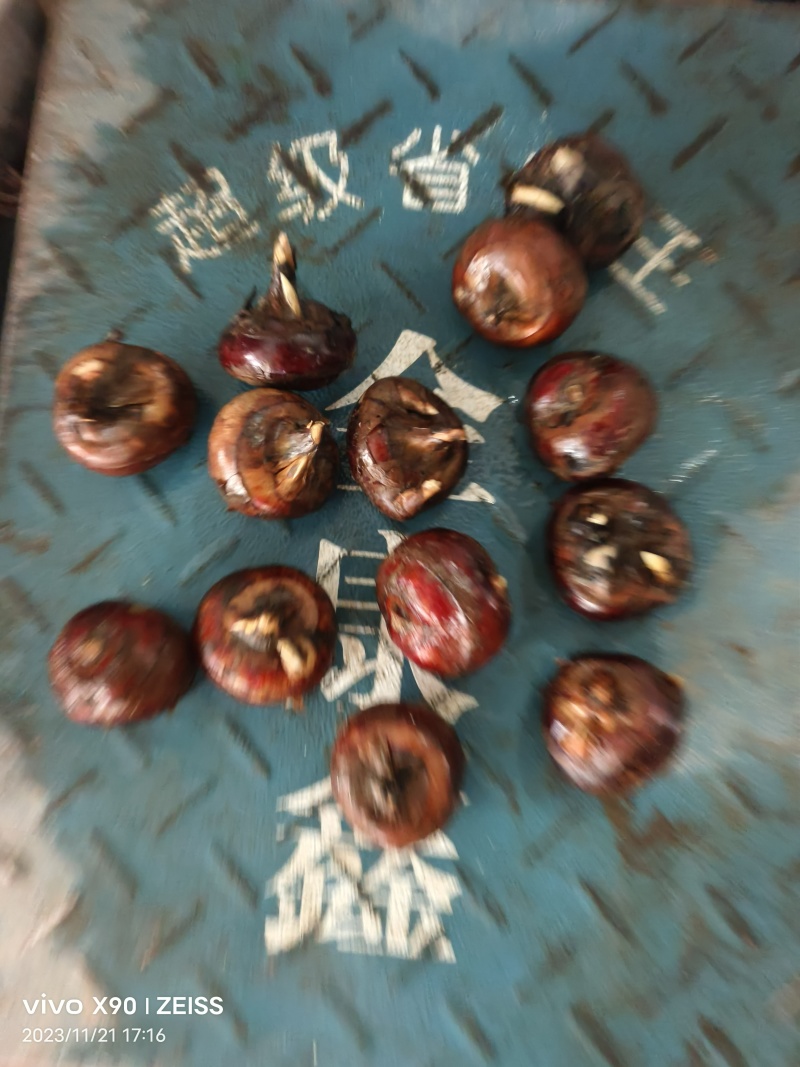 广西贺州马蹄，个头大化渣，味道甜，产地发货，可一件代发