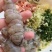 渤海湾活剥鲜冻生皮皮虾肉虾爬肉