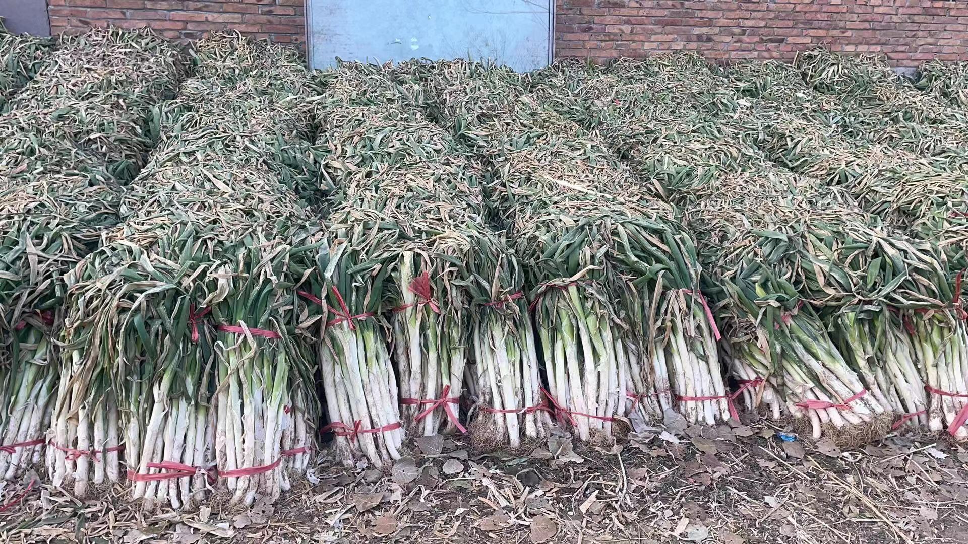 河北省主要大葱产区地理分布示意图