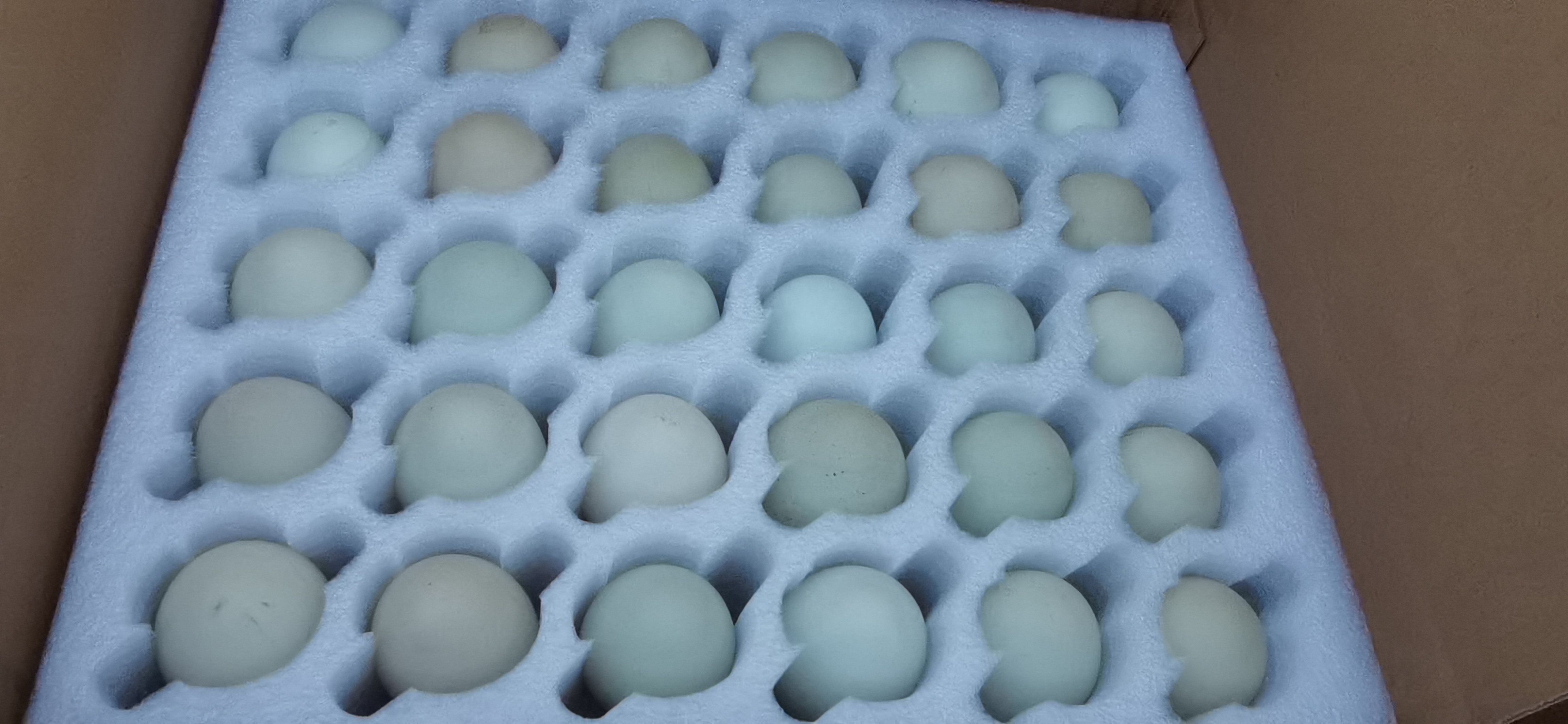 显微镜下绿壳鸡蛋形成过程示意图