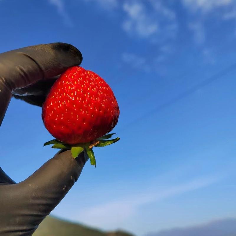 大凉山草莓露天好货奶油产地代办社区团购市场专业对接量大。