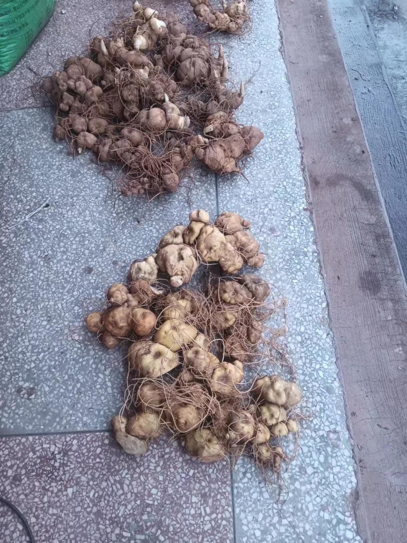 中药材黄精炖汤