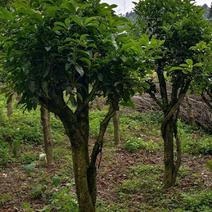 自家培植桂花树，一手货源，可视频，价格从优