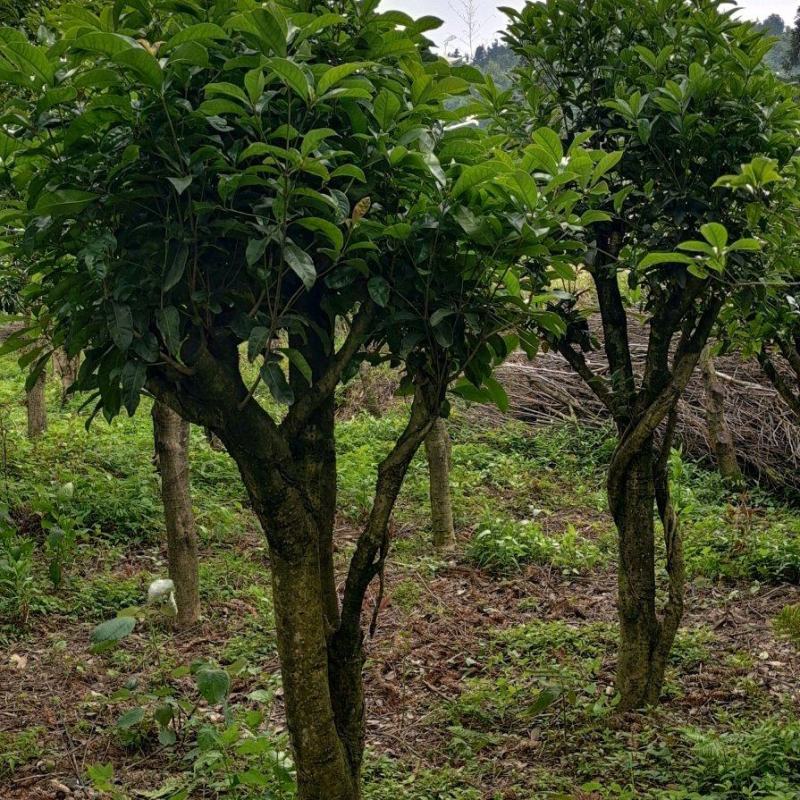 自家培植桂花树，一手货源，可视频看货，价格从优