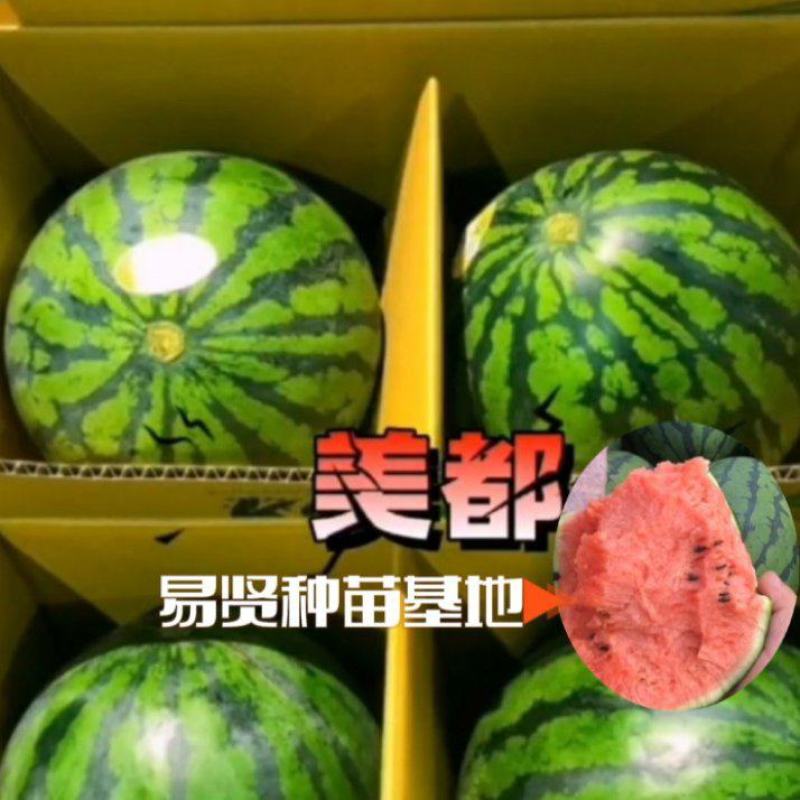 山东潍坊寿光越夏暴甜多汁秋延8424直根西瓜苗低价促销量