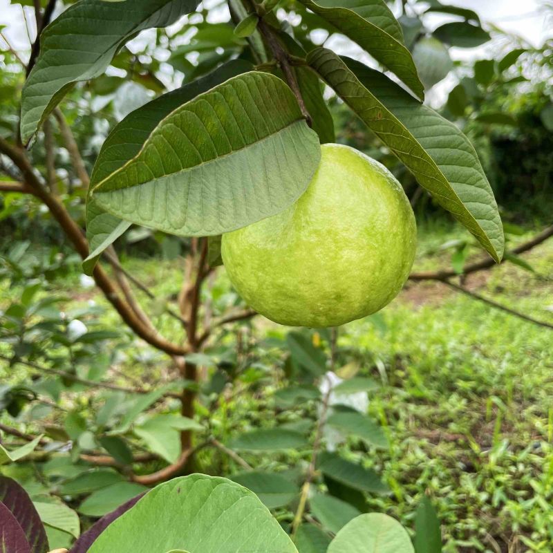 番石榴