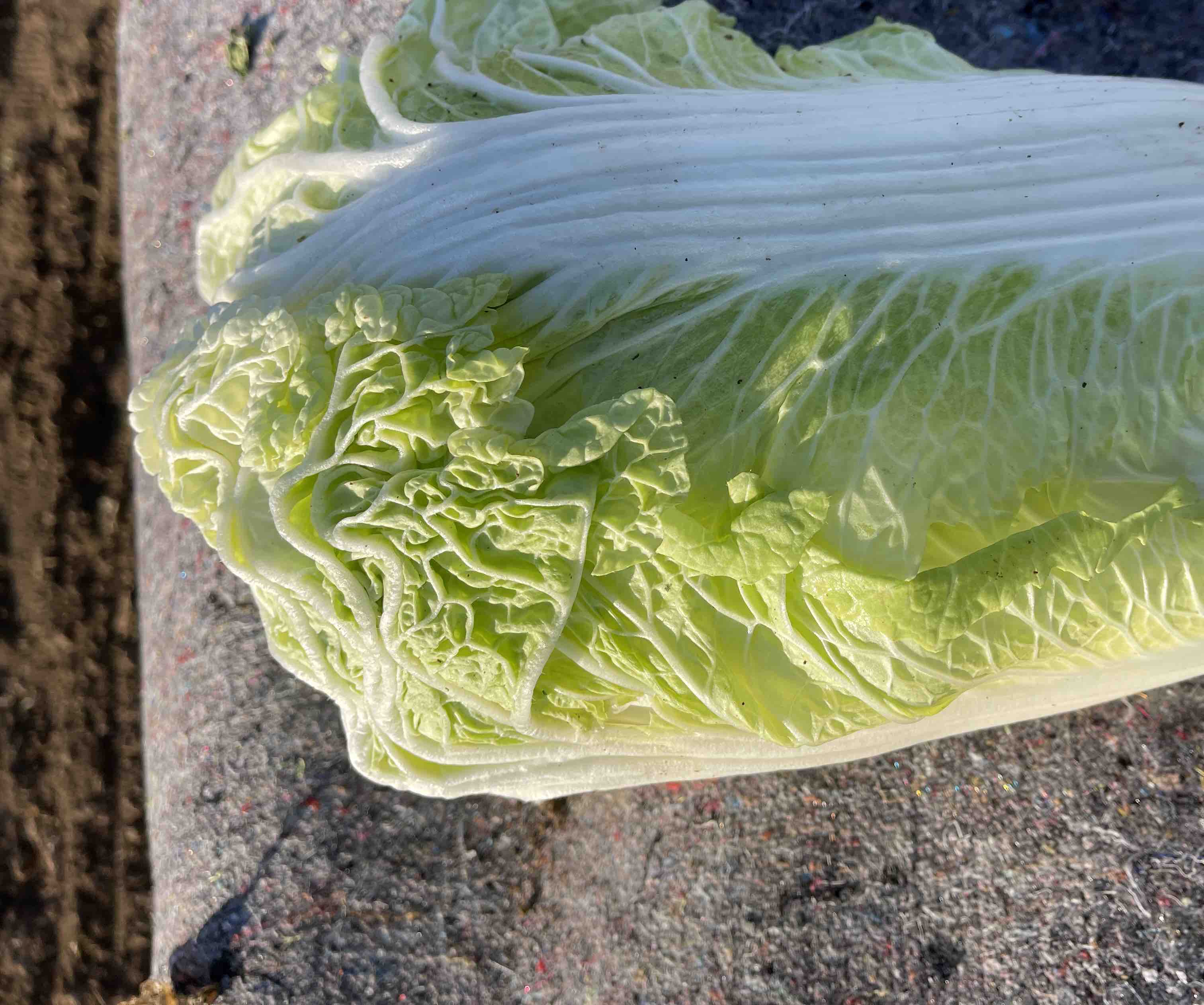 黄心白菜选购指南示意图