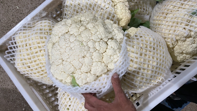 一辆白色冷藏货车停靠在冷库门口,工人正将装有松花菜的纸箱通过液压平台搬运上车,纸箱外贴有“保鲜蔬果 请勿挤压”标签,车厢内部可见冷风出口和温度显示屏,显示当前温度为2.1℃ 冷链运输车辆装卸松花菜