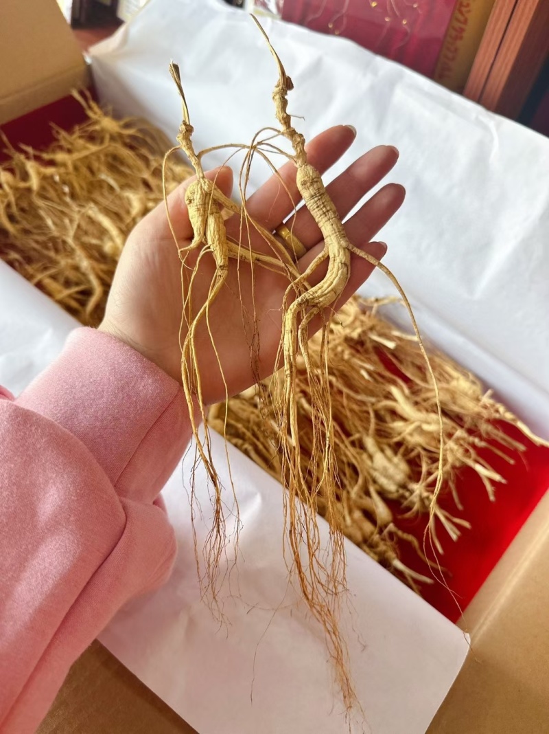 林下参