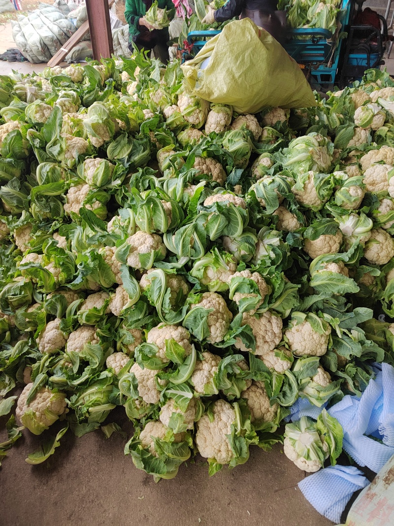 湖北花菜，紧花，实菜花，产地直发，对接大型加工厂