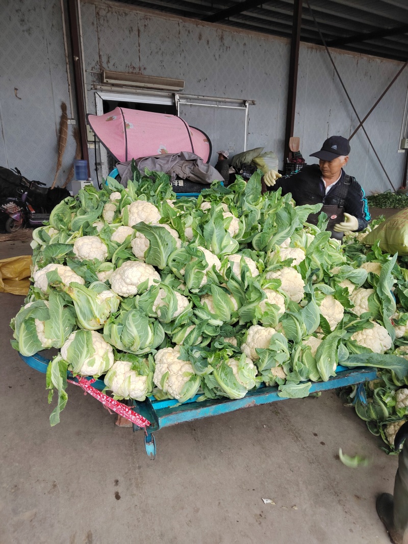 湖北花菜，紧花，实菜花，产地直发，对接大型加工厂