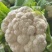 湖北花菜，紧花，实菜花，产地直发，对接大型加工厂