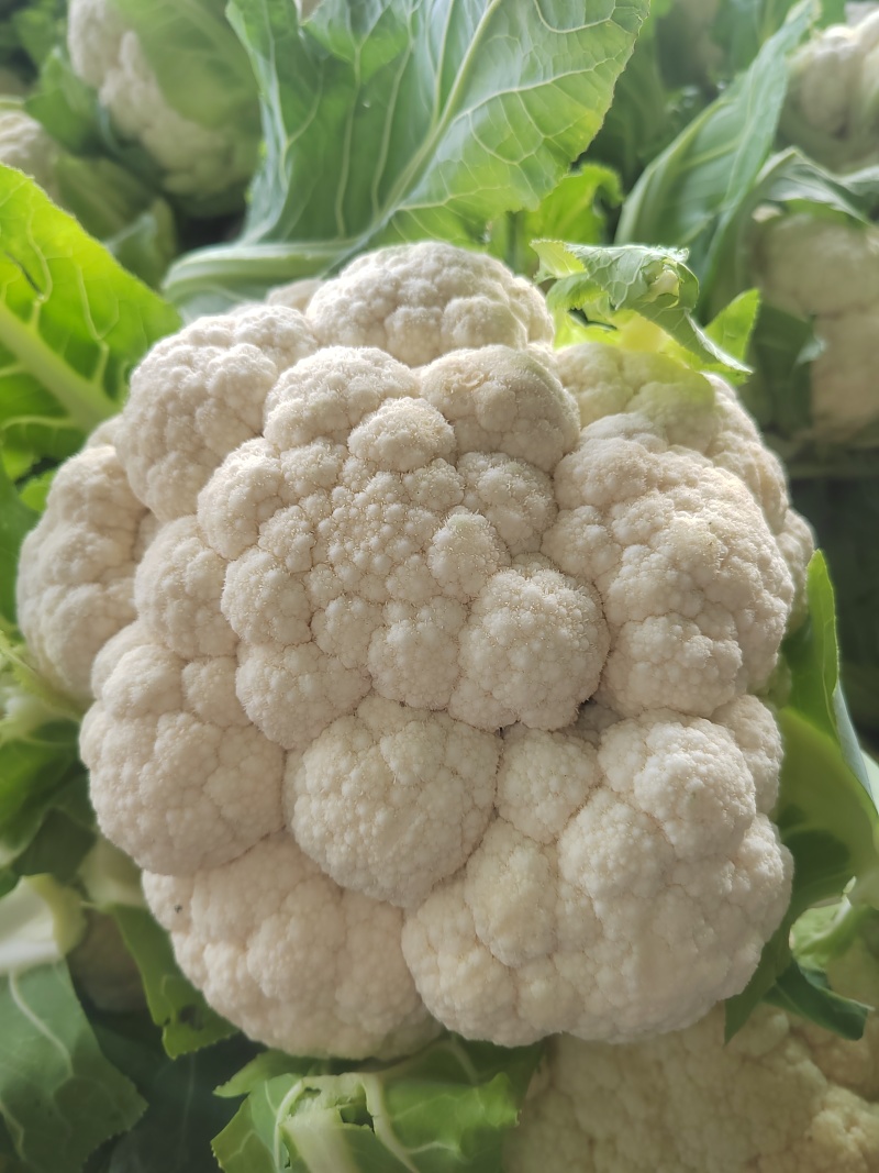 湖北花菜，紧花，实菜花，产地直发，对接大型加工厂