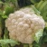 湖北花菜，紧花，实菜花，产地直发，对接大型加工厂