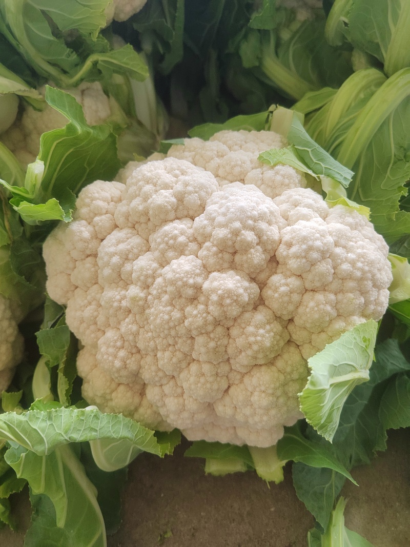湖北花菜，紧花，实菜花，产地直发，对接大型加工厂