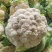 湖北花菜，紧花，实菜花，产地直发，对接大型加工厂