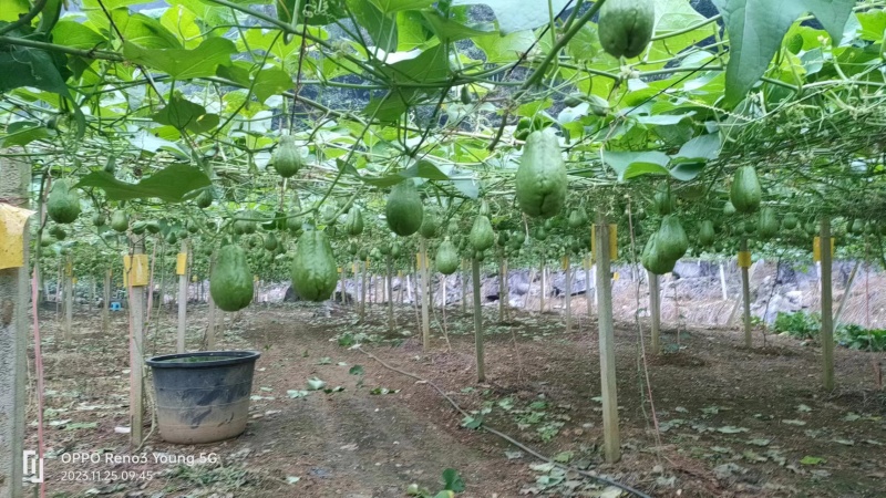 佛手瓜