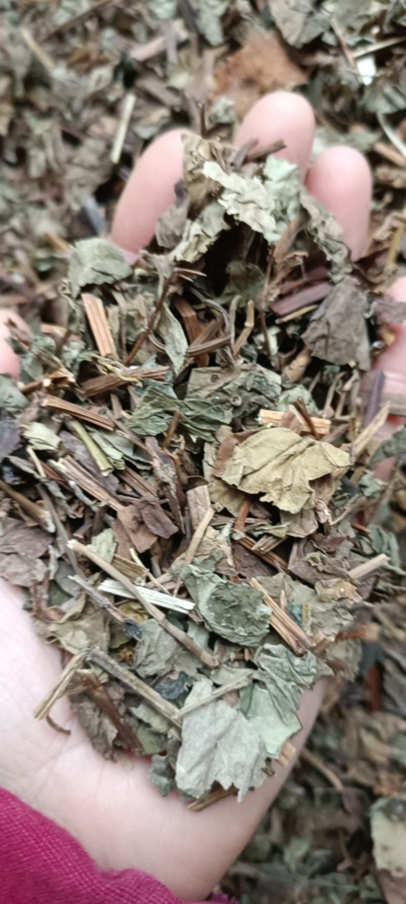 鱼腥草，过筛吸尘，今年新货，欢迎选购，支持在线下单