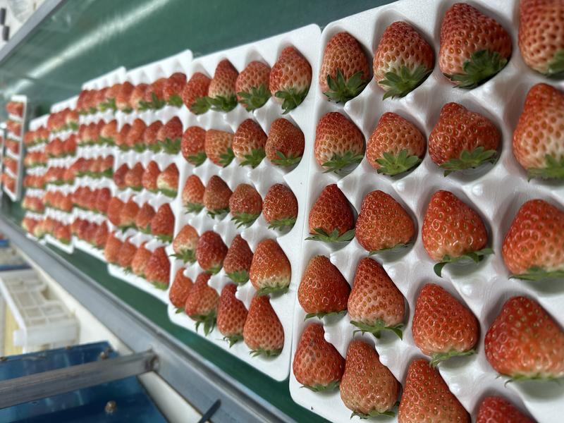 来电优惠丹东草莓99草莓红颜草莓品质正宗上乘现摘现发诚信合作