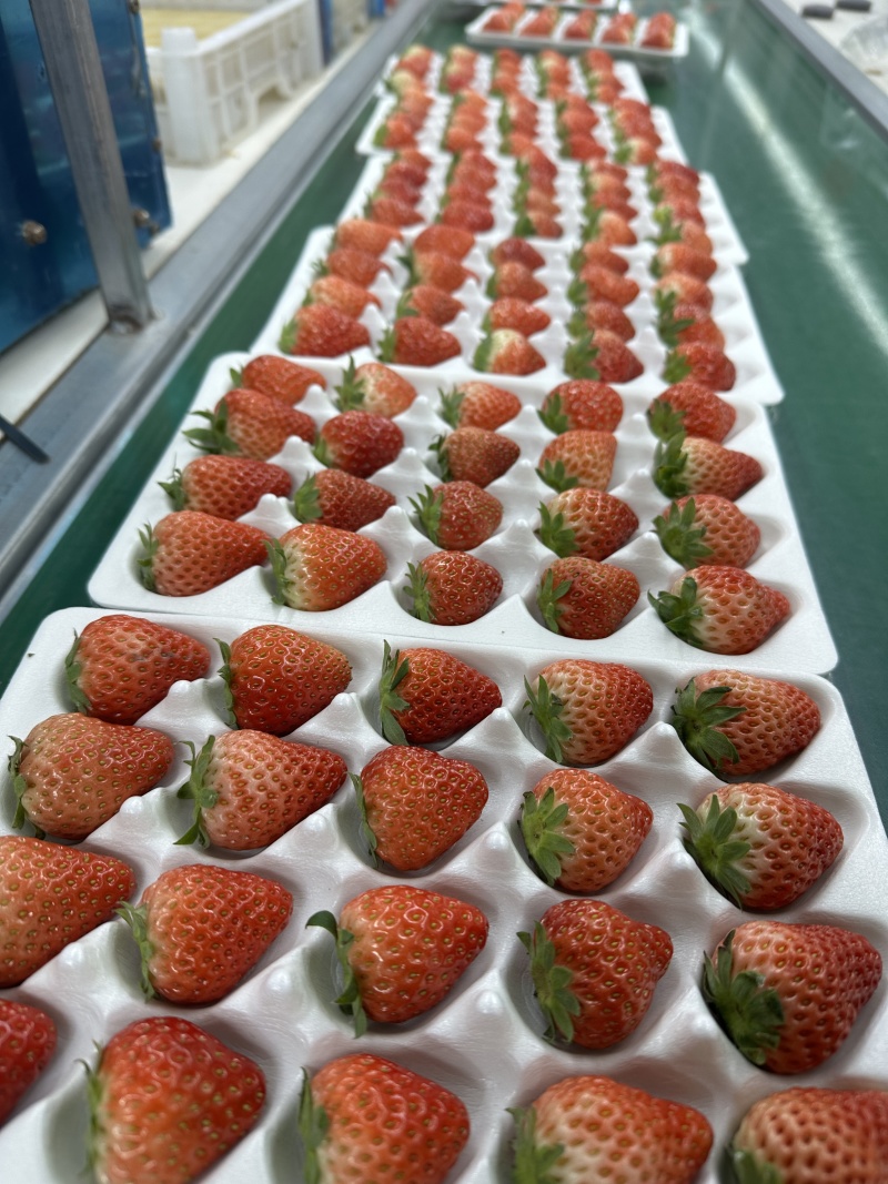 来电优惠丹东草莓99草莓红颜草莓品质正宗上乘现摘现发诚信合作