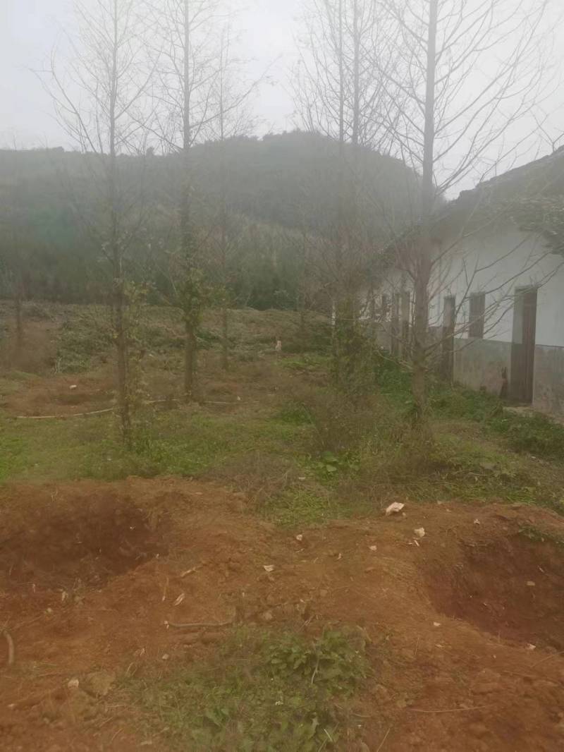 红豆杉水杉急售给钱就卖