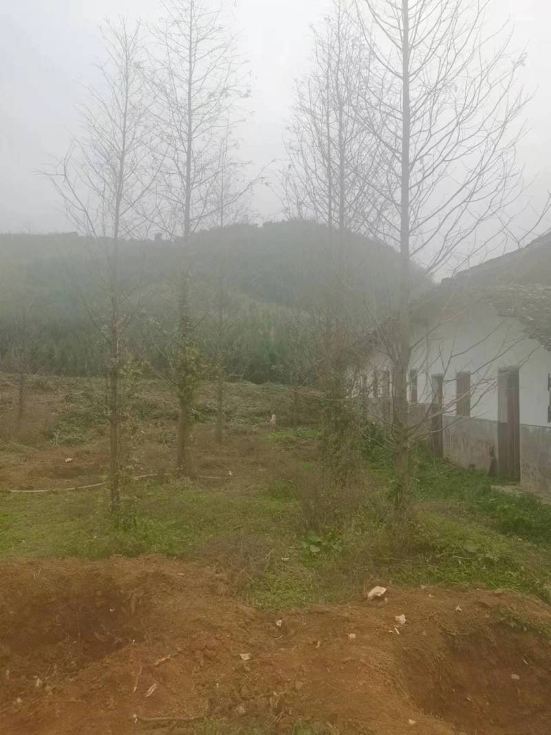红豆杉水杉急售给钱就卖