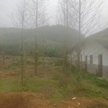 红豆杉水杉急售给钱就卖