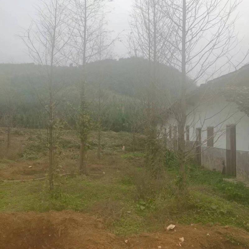 红豆杉水杉急售给钱就卖