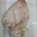 猪耳朵优质猪耳，纯干新货