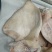 猪耳朵优质猪耳，纯干新货
