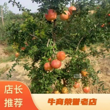 【蒙阳红甜石榴苗】突尼斯软籽石榴树，紫玉甜石榴树等