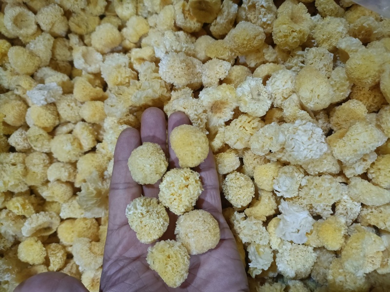 银耳椴木银耳小银耳通江银耳全国发货支持一件代发