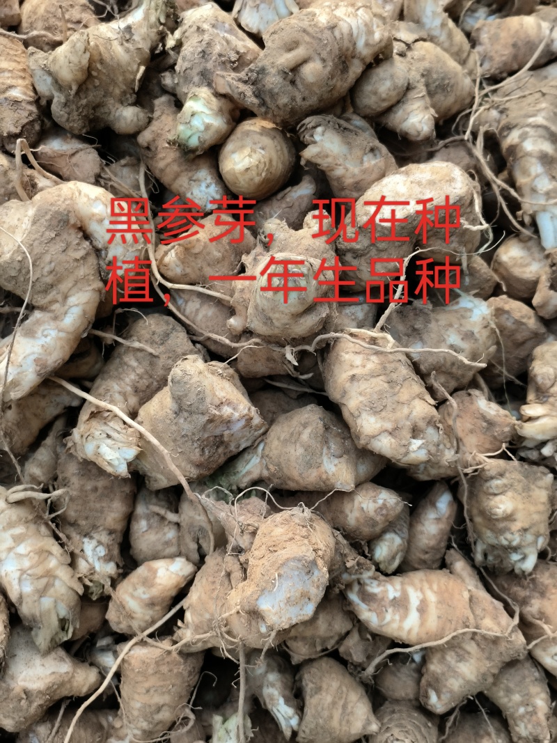 大量出售，玄参芽