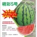 精彩5号西瓜种子早熟速度快不裂果6-8公斤抗病14度酥脆