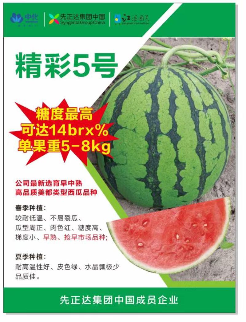 精彩5号西瓜种子早熟速度快不裂果6-8公斤抗病14度酥脆
