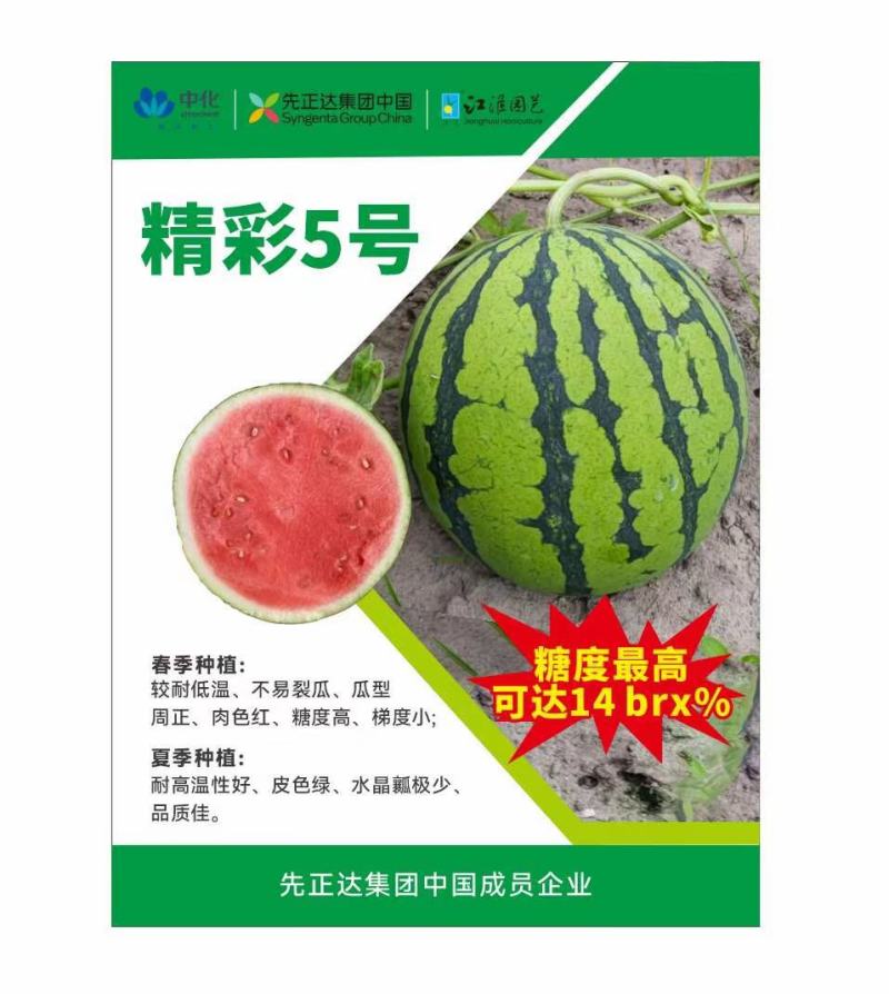 精彩5号西瓜种子早熟速度快不裂果6-8公斤抗病14度酥脆
