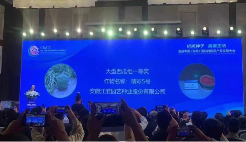 精彩5号西瓜种子早熟速度快不裂果6-8公斤抗病14度酥脆