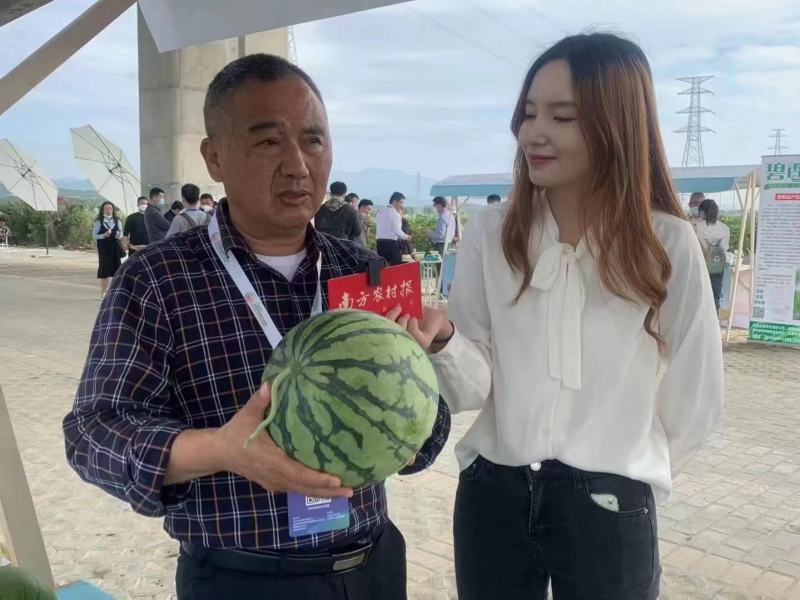 精彩5号西瓜种子早熟速度快不裂果6-8公斤抗病14度酥脆