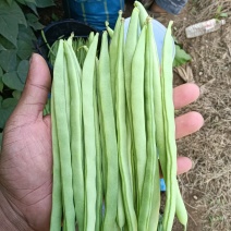 干豆小金豆
