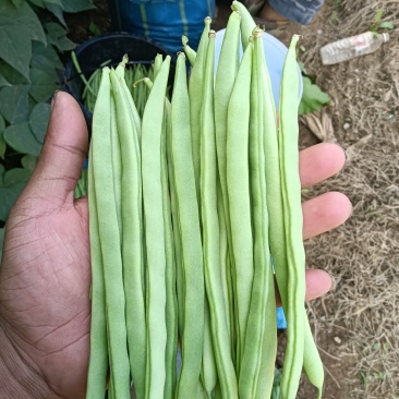 干豆小金豆
