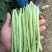 干豆小金豆