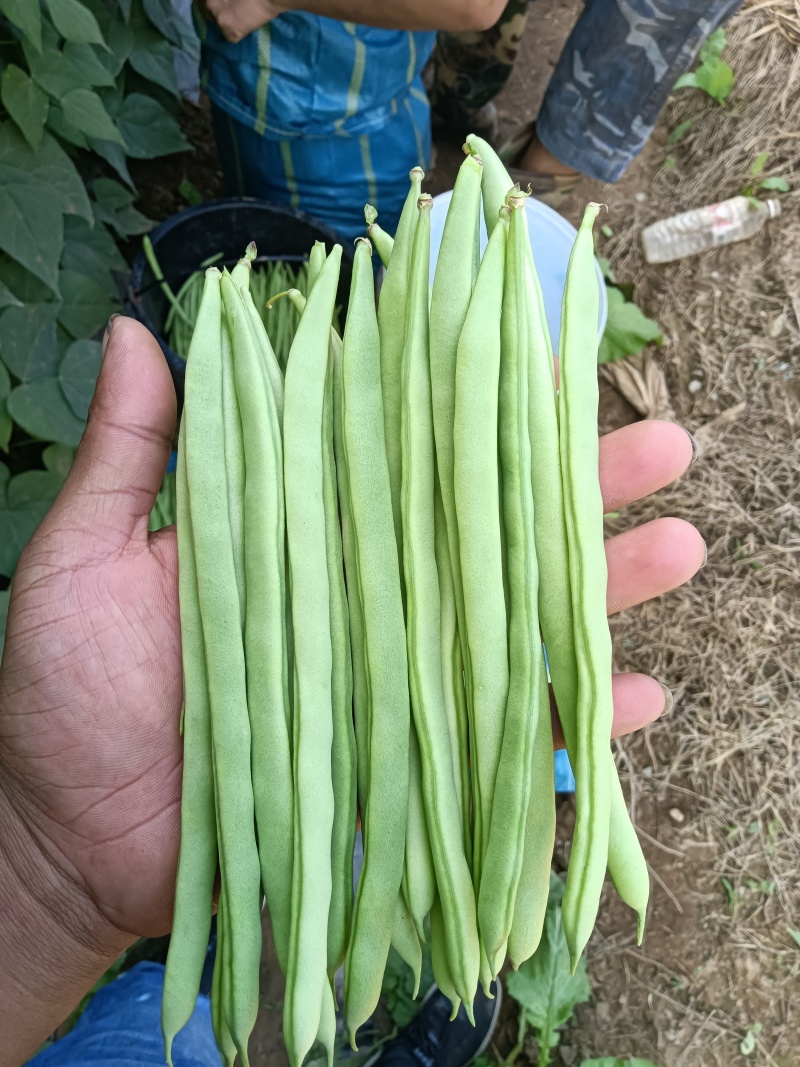 干豆小金豆