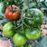 精品草莓西红柿产地直发品质保证量大从优欢迎联系
